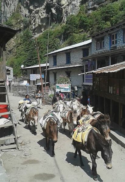 Pack Pony Train on Annapurna Circuit