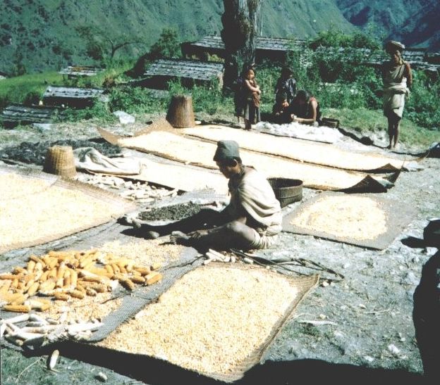 Nepalese drying corn at Tibling Village in the Ganesh Himal region of Nepal