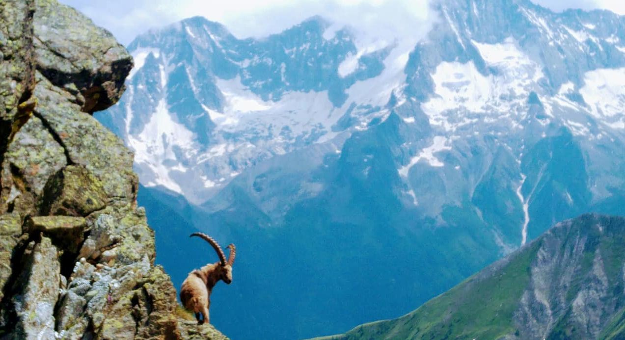 Alpine Ibex