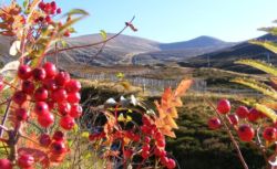 http://www.cairngormsholidaycottages.com/