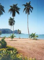 Langkawi_palms.jpg