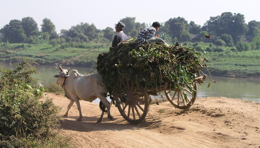 Bullock / Ox Cart at Inwa