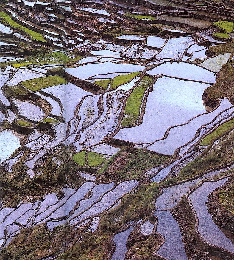 Rice terraces at Banaue in the Philippines