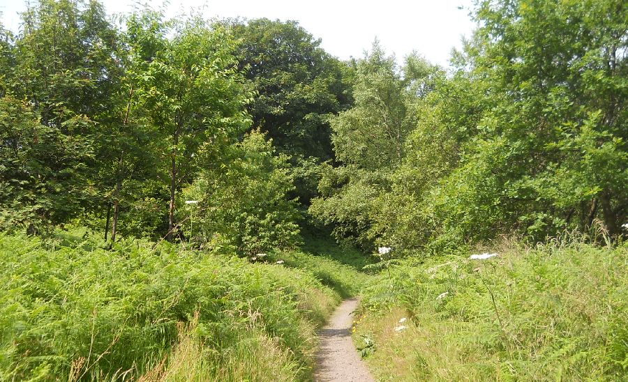 Parkhill Wood above Castle Semple Loch