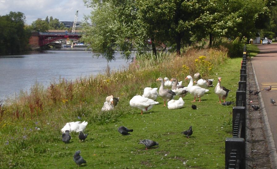 Geese on Clydeside Walkway