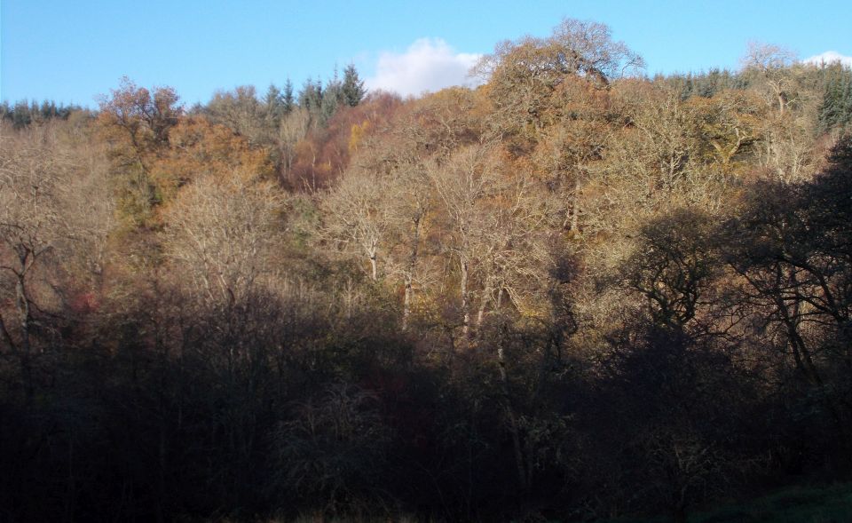 Nethan Gorge beneath Craignethan Castle