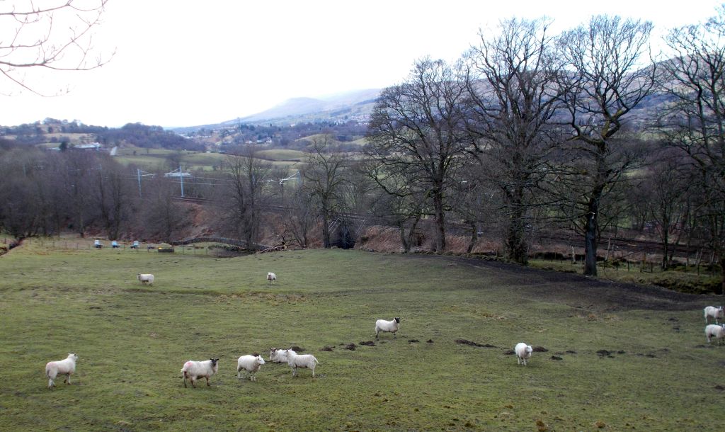 Trees along the route of the Dullatar Ditch on the Antonine Wall