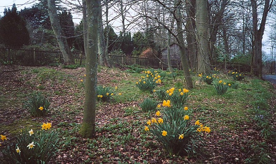 Daffodils in Kilmardinny Avenue in Springtime