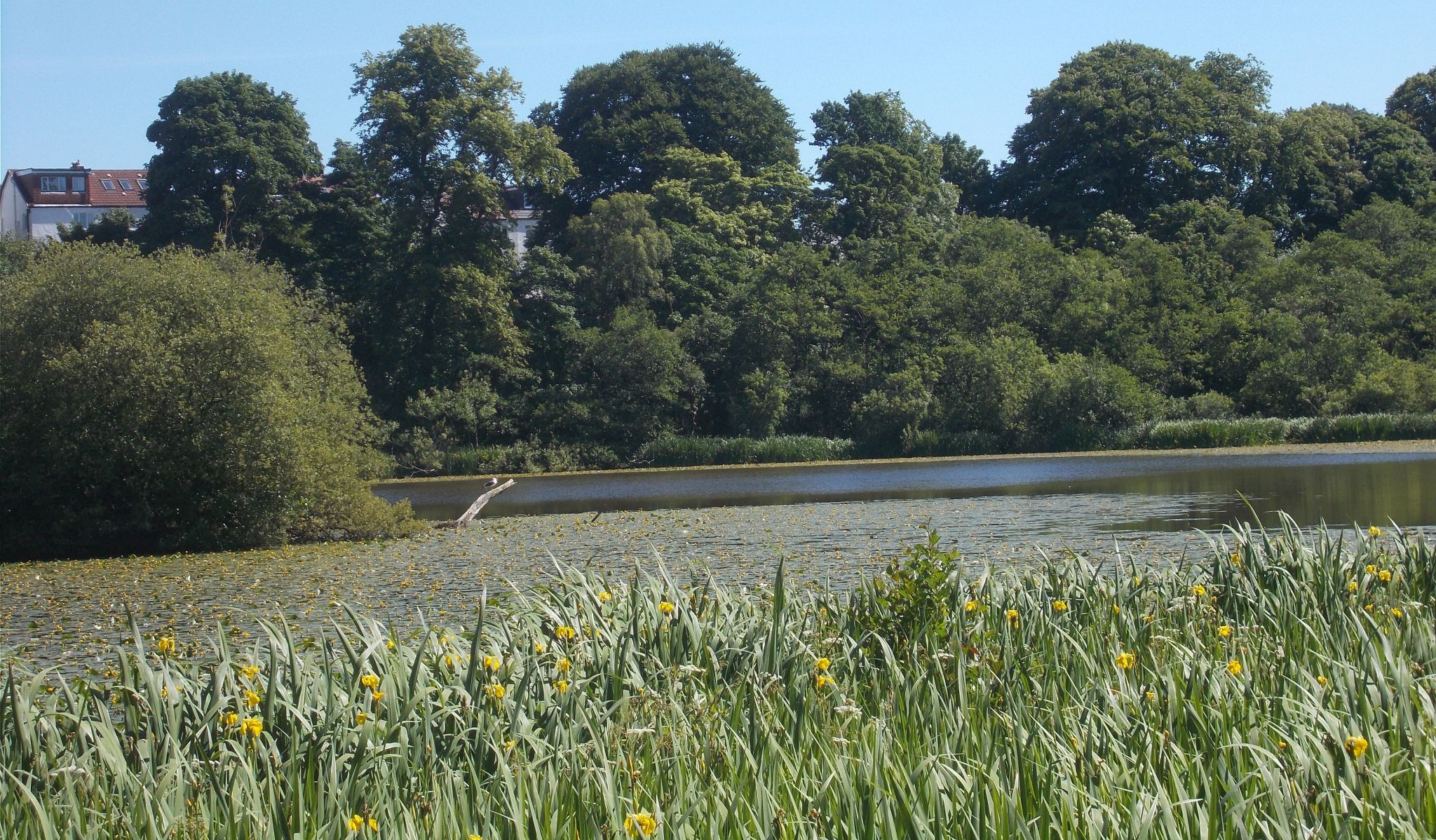 Springtime at Kilmardinny Loch