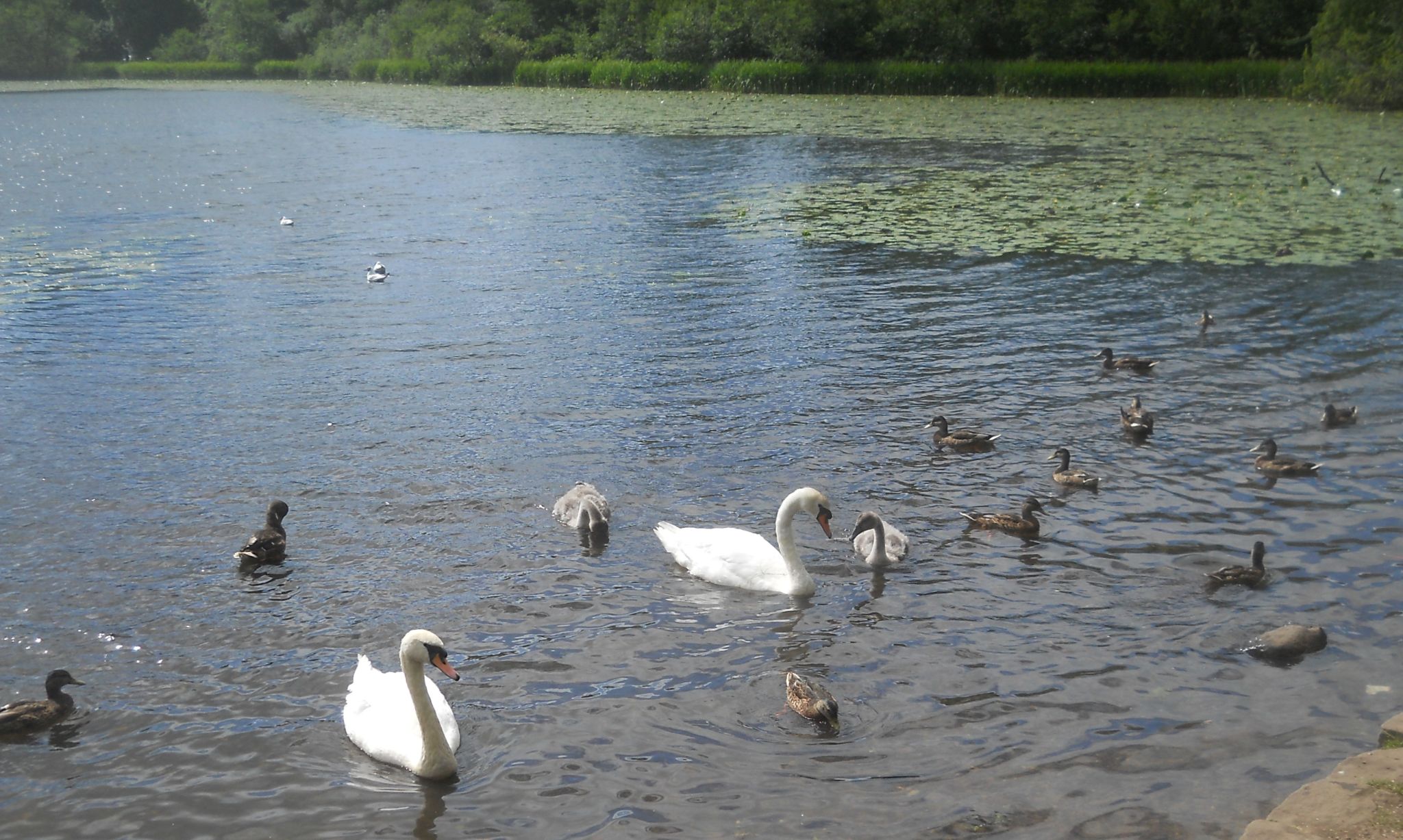 Swans at Kilmardinny Loch in Bearsden