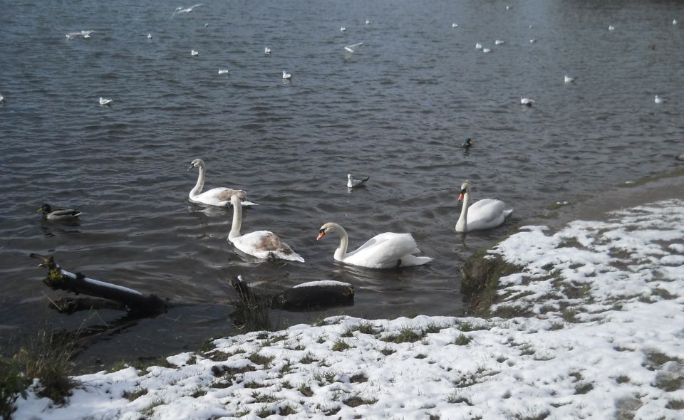 Swans at Kilmardinny Loch in Bearsden