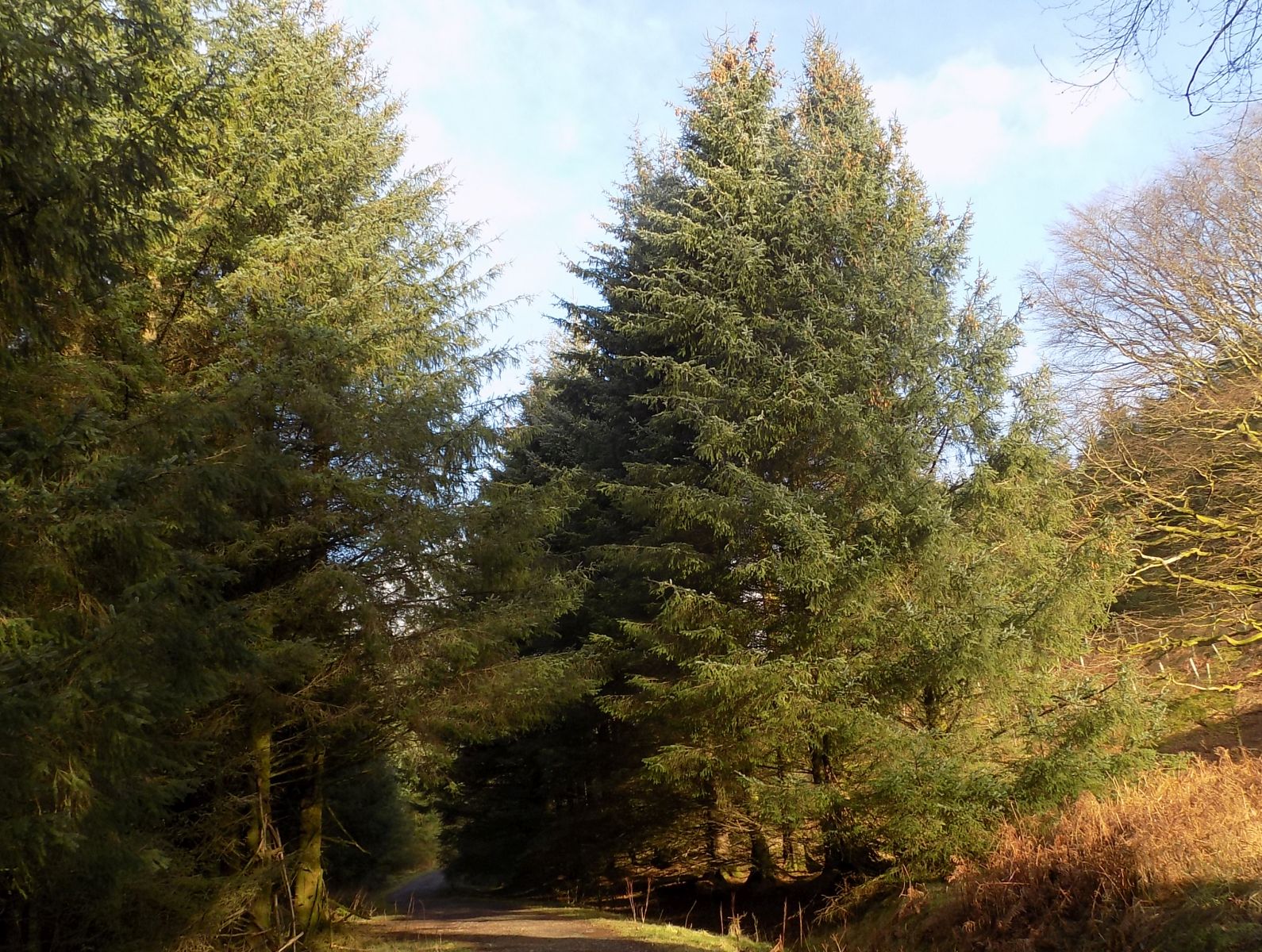 Path to Coult Brae