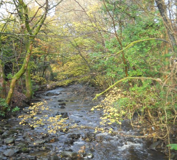 Woodland walk beside the Campsie Glen Burn through Schoenstatt