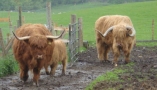 Callander_highland_cattle.JPG