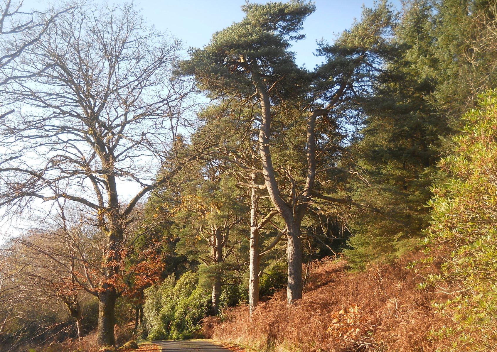 Cameron Avenue to Auchineden House