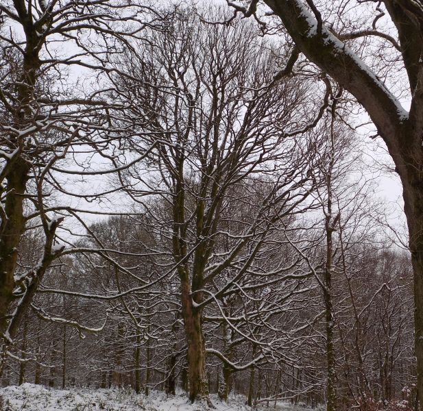 South Mains Wood