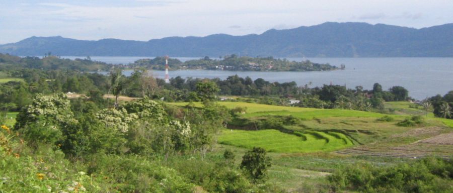 Rice Paddies on Pulau Samosir in Lake Toba, Sumatra