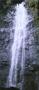 Manoa_falls.jpg